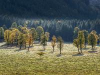 Ahorngruppe auf Raureifwiese